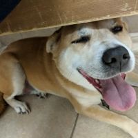 4th Street Pet Hospital ico