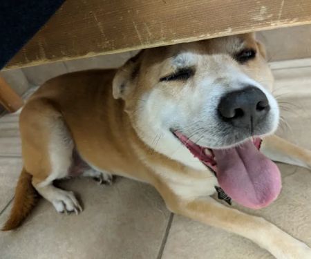 4th Street Pet Hospital