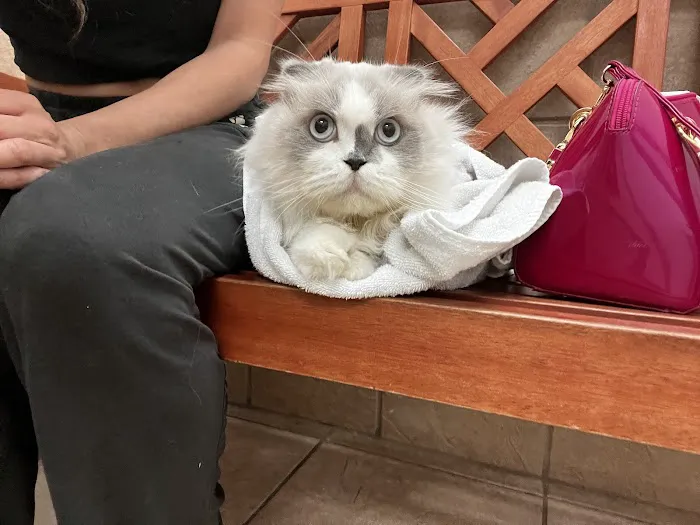 4th Street Pet Hospital Picture 5