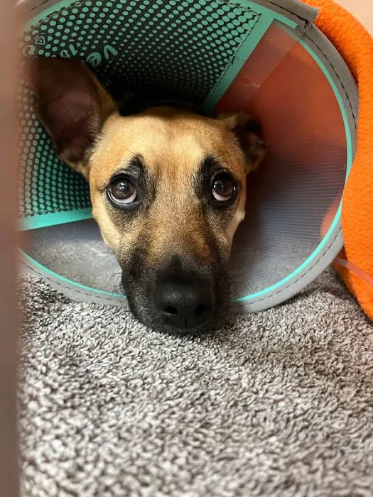 Beacon Emergency Veterinary Hospital Picture 2