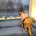 Beacon Emergency Veterinary Hospital