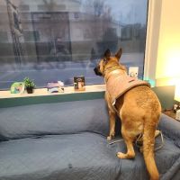 Beacon Emergency Veterinary Hospital ico