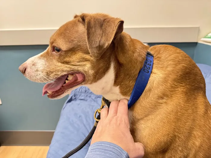 Beacon Emergency Veterinary Hospital Picture 3