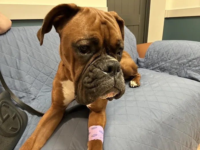 Beacon Emergency Veterinary Hospital Picture 5
