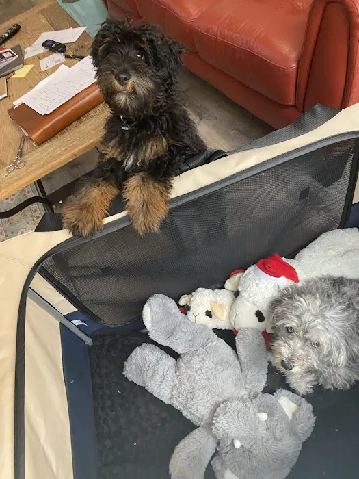 Epic Specialty & Emergency Pet Care Picture 1