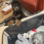 Epic Specialty & Emergency Pet Care