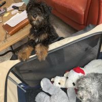 Epic Specialty & Emergency Pet Care ico