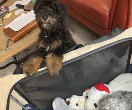 Epic Specialty & Emergency Pet Care
