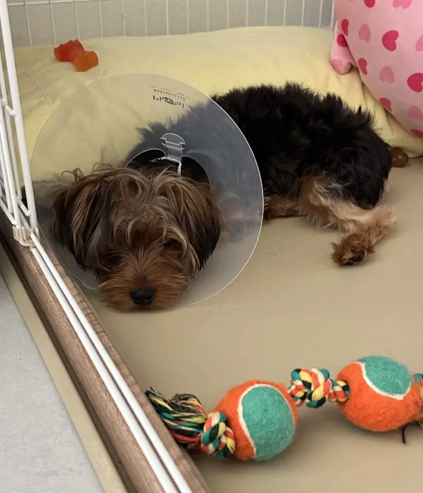 Epic Specialty & Emergency Pet Care Picture 6