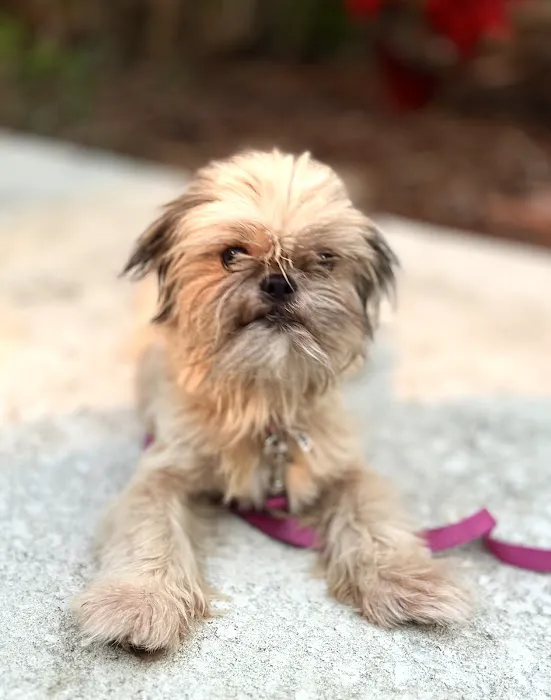 Epic Specialty & Emergency Pet Care Picture 2