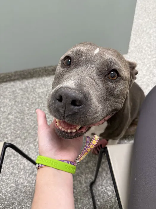 Epic Specialty & Emergency Pet Care Picture 9