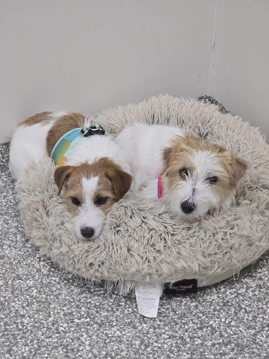 Epic Specialty & Emergency Pet Care Picture 8