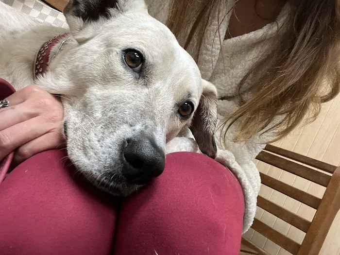 Northeast Animal Hospital Picture 4