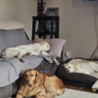 Summers Ridge Veterinary Clinic ico