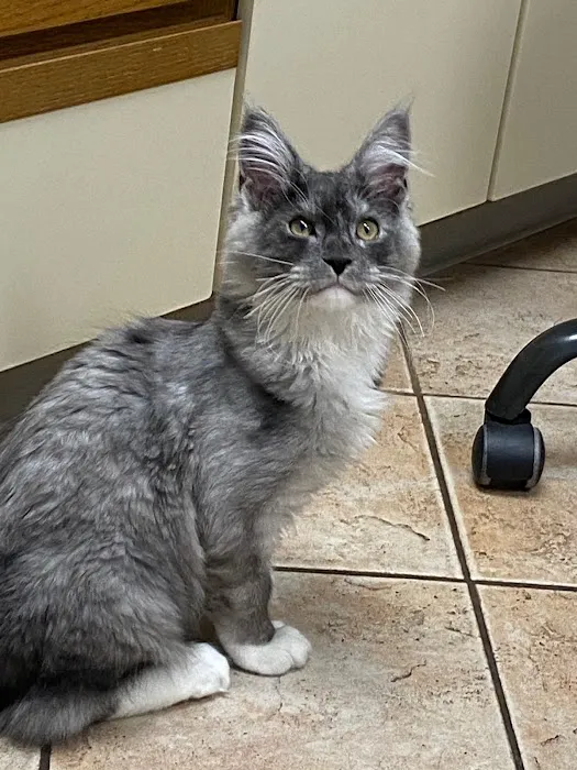 VCA Spooner Veterinary Hospital Picture 2