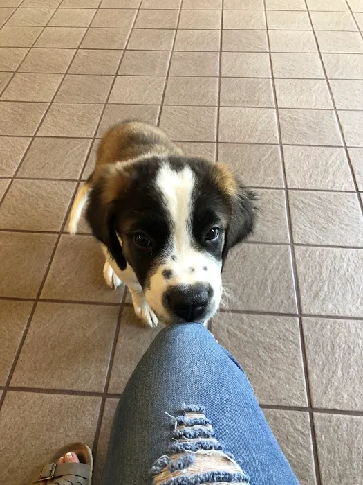 VCA Spooner Veterinary Hospital Picture 3