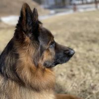 Pet Care Xpress LLC ico