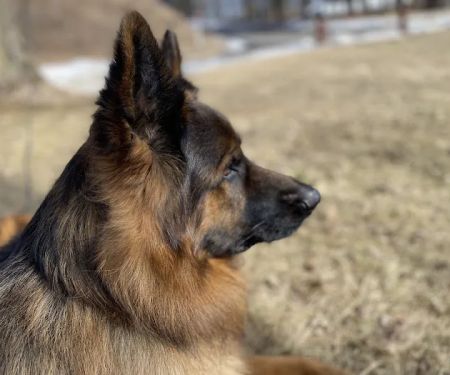 Pet Care Xpress LLC