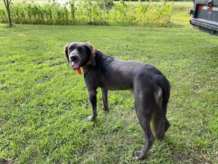 Pet Care Xpress LLC Picture 5
