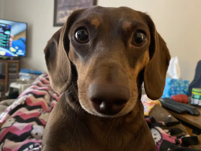 Pet Care Xpress LLC Picture 7