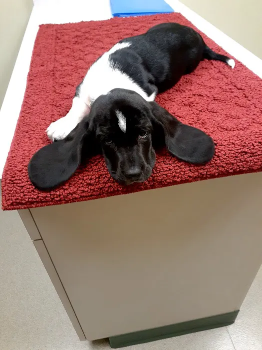 Brakken Veterinary Clinic Picture 4