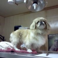 Dr. Reiter's Veterinary Clinic ico
