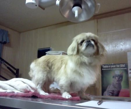 Dr. Reiter's Veterinary Clinic