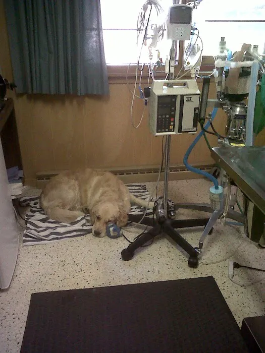 Dr. Reiter's Veterinary Clinic Picture 7