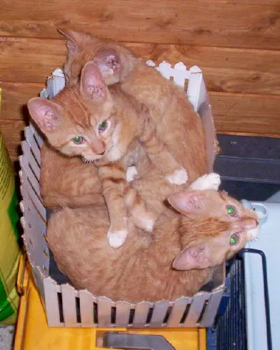 Dr. Reiter's Veterinary Clinic Picture 9