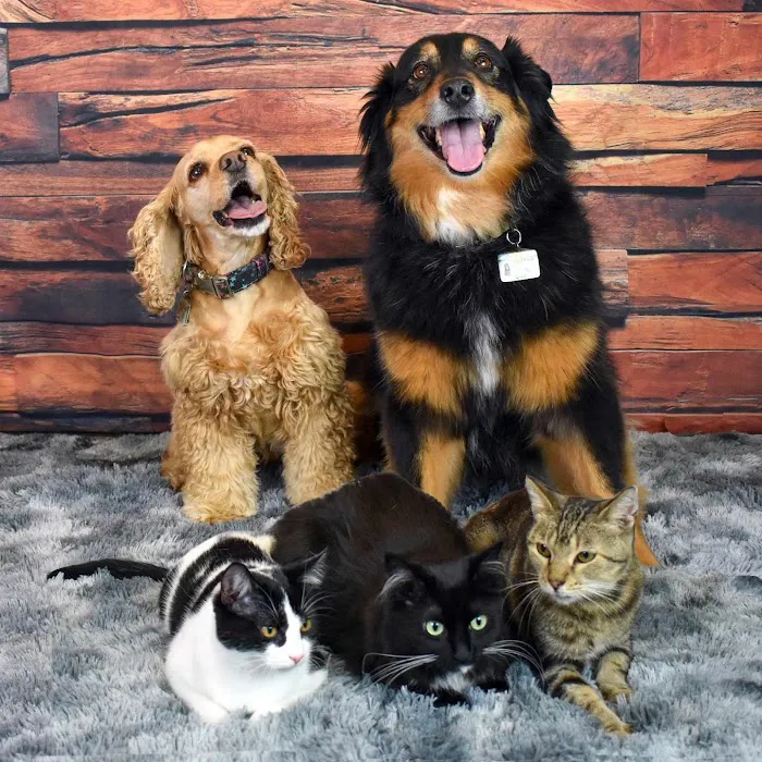 Black Dog Animal Hospital Picture 1