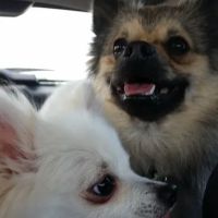 All Creatures Veterinary Clinic ico