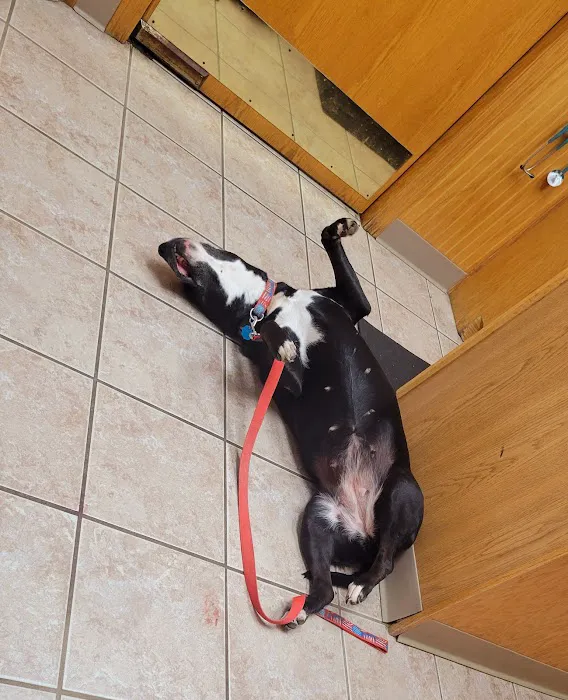 All Creatures Veterinary Clinic Picture 9