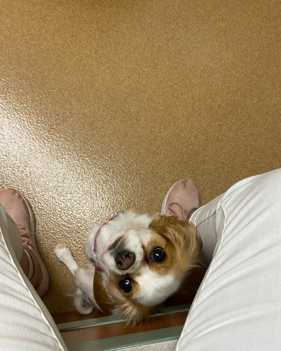 St Joseph Veterinary Clinic Picture 10