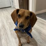 Watkins Veterinary Clinic