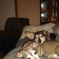 Cold Spring Veterinary Clinic ico