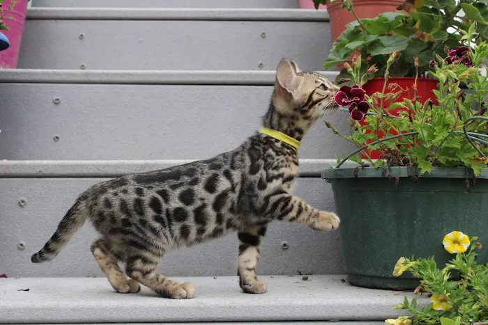 4 Leopard Paws Bengals Picture 2