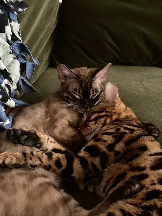 4 Leopard Paws Bengals Picture 3