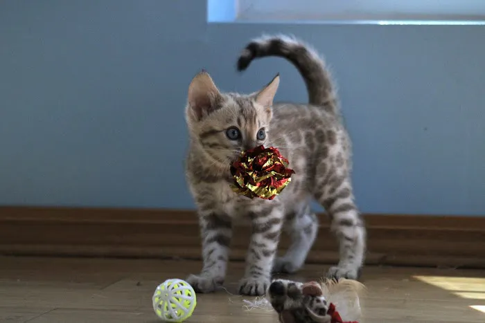 4 Leopard Paws Bengals Picture 7
