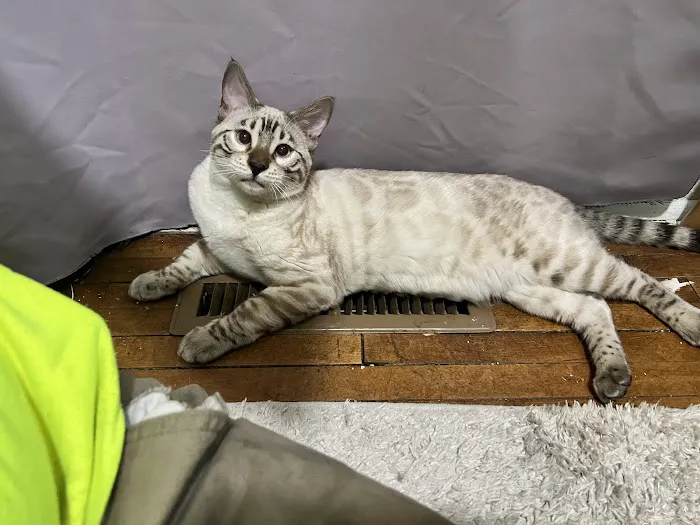 4 Leopard Paws Bengals Picture 6