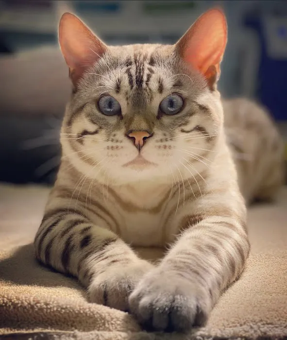 4 Leopard Paws Bengals Picture 10