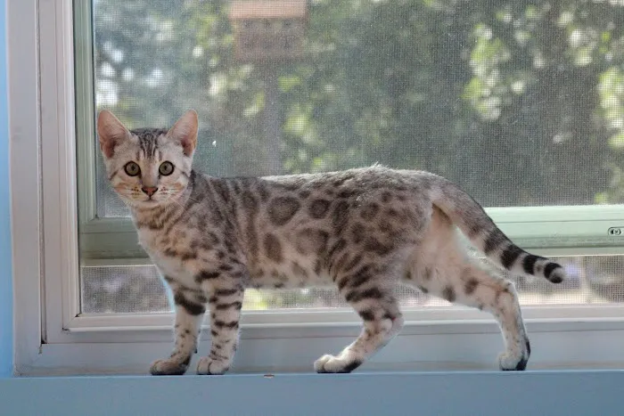 4 Leopard Paws Bengals Picture 8