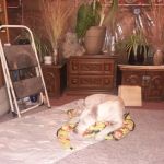 Fairfax Veterinary Clinic, LLC
