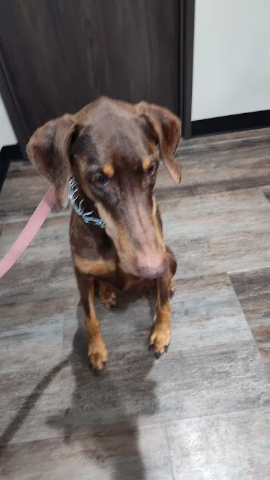 Fairfax Veterinary Clinic, LLC Picture 7