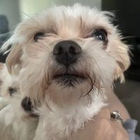 All Pets MSRC ico