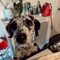 Homeward Bound Pets Spay and Neuter Clinic ico