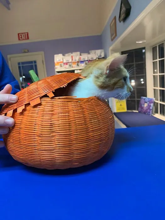 Third Street Veterinary Hospital Picture 3