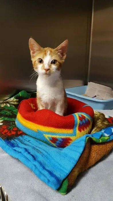 Third Street Veterinary Hospital Picture 8