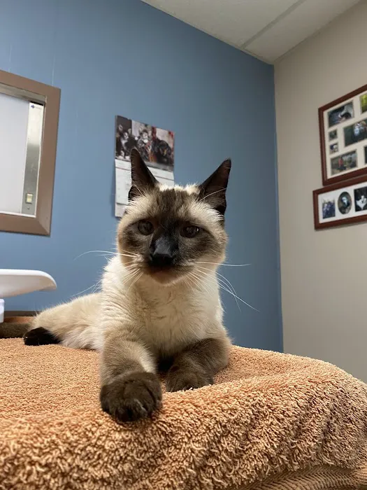 Third Street Veterinary Hospital Picture 10