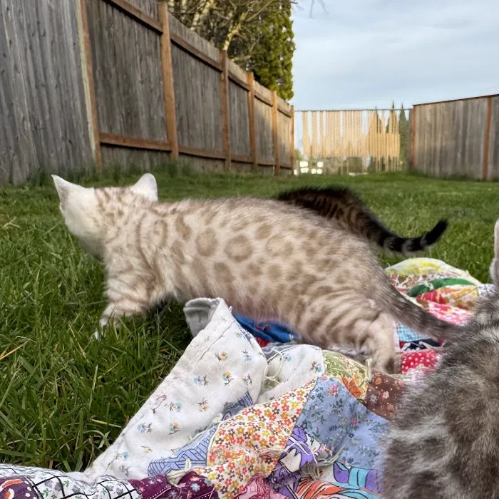 Oregon Bengal Kittens Picture 1