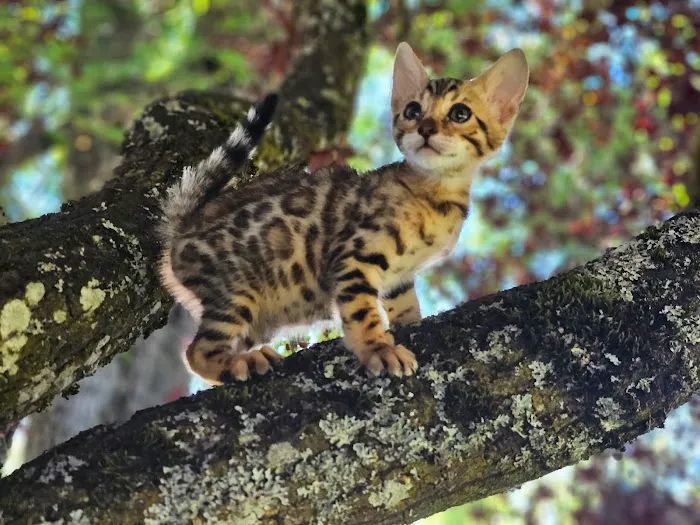 Oregon Bengal Kittens Picture 3